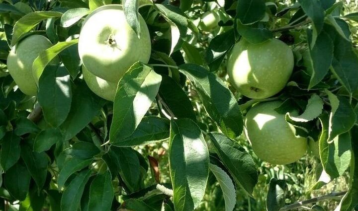 Apple tree Semerenko