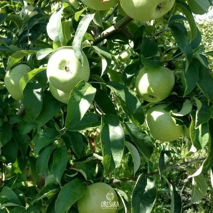 Apple tree Semerenko