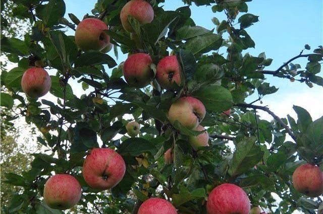 Apple tree Shtreifling: features and characteristics of the variety