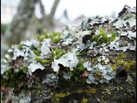 Apple tree Shtreifling: features and characteristics of the variety