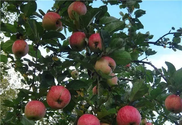 Apple tree Shtreifling: features and characteristics of the variety