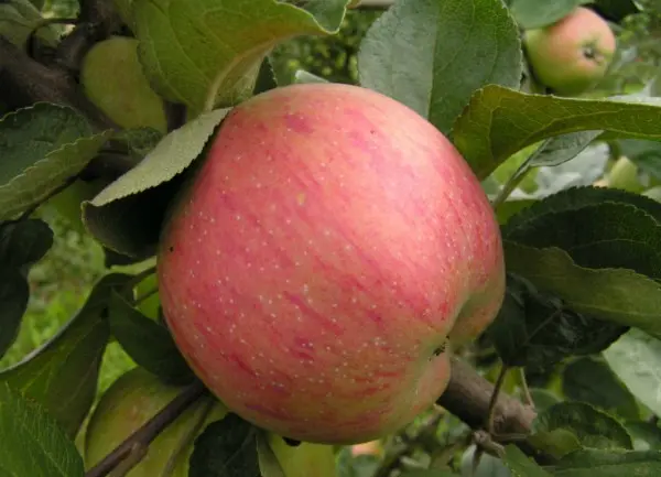 Apple tree Shtrifel: description and characteristics of the variety