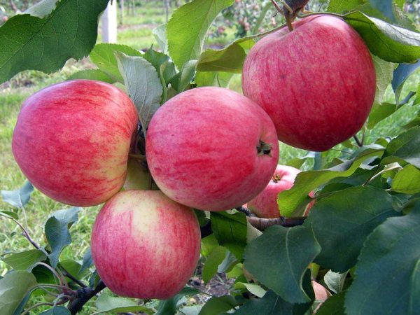 Apple tree Shtrifel: description and characteristics of the variety