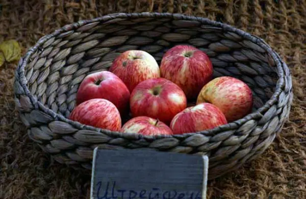 Apple tree Shtrifel: description and characteristics of the variety