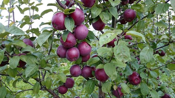 Apple tree Spartan: variety description, planting and care, reviews