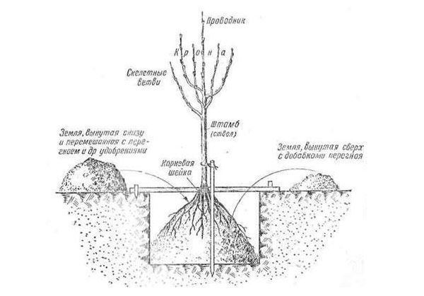 Apple tree Spartan: variety description, planting and care, reviews