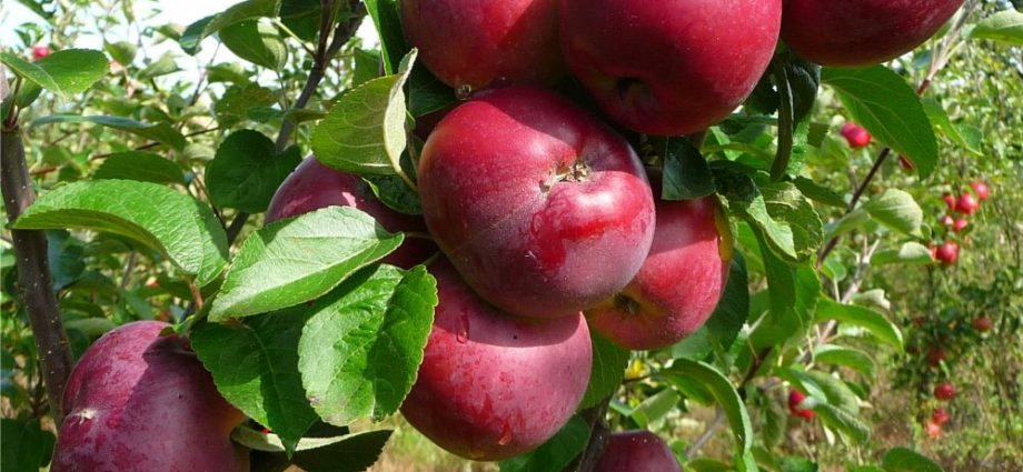 Apple tree Spartan: variety description, planting and care, reviews