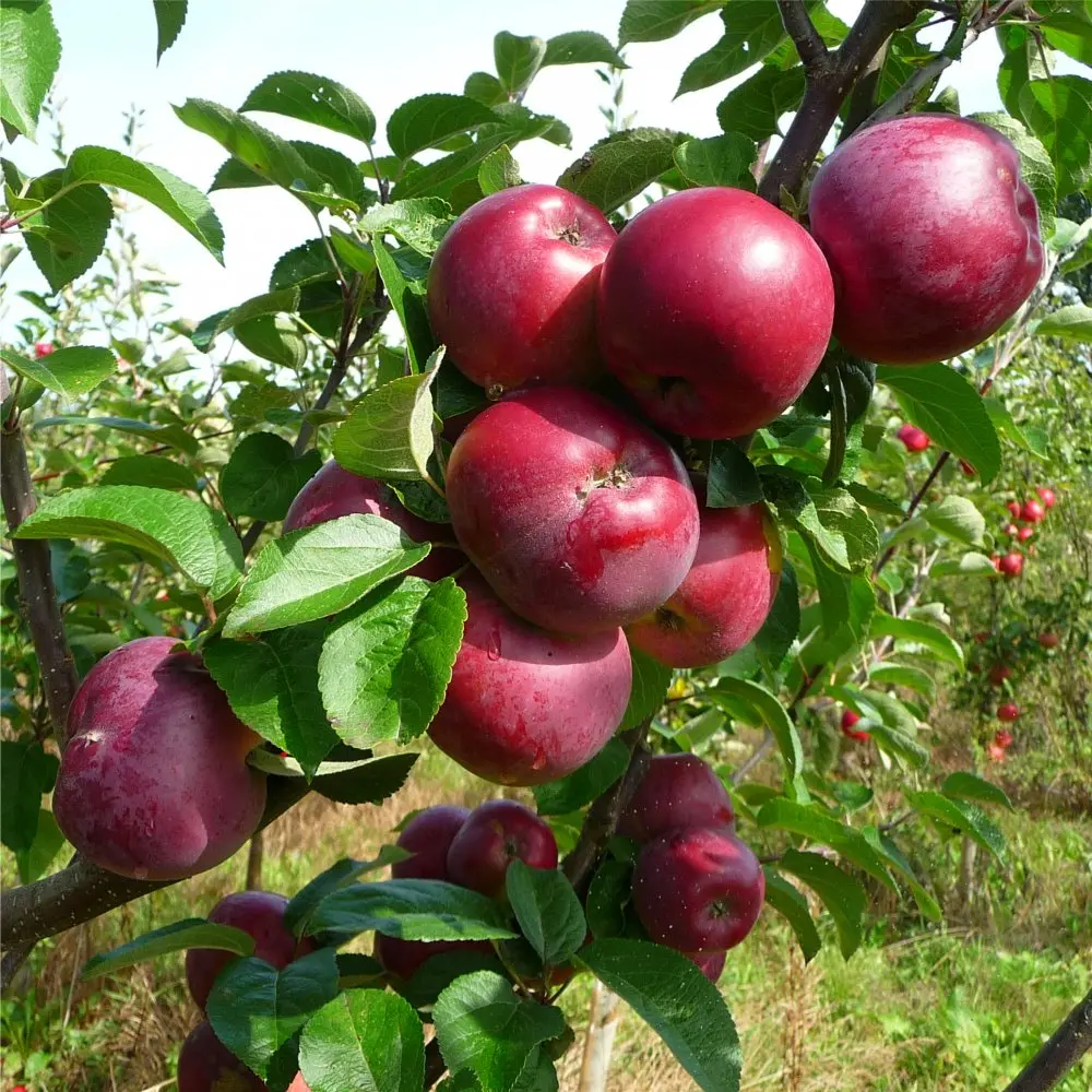 Apple tree Spartan: variety description, planting and care, reviews