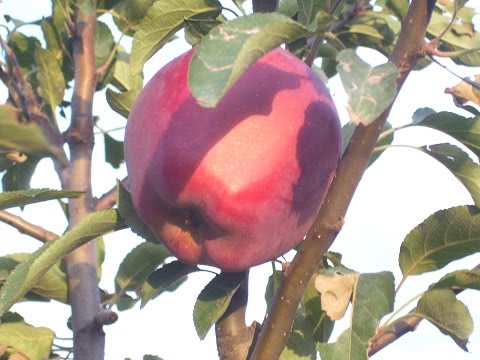 apple tree starcrimson