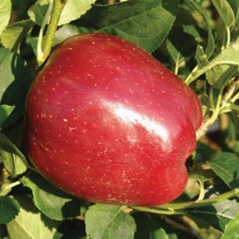 apple tree starcrimson