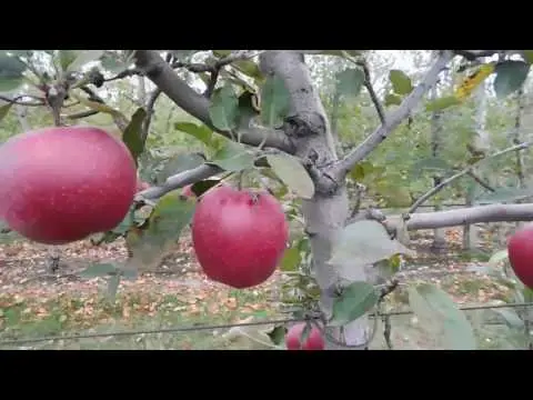 apple tree starcrimson