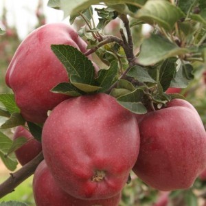 apple tree starcrimson