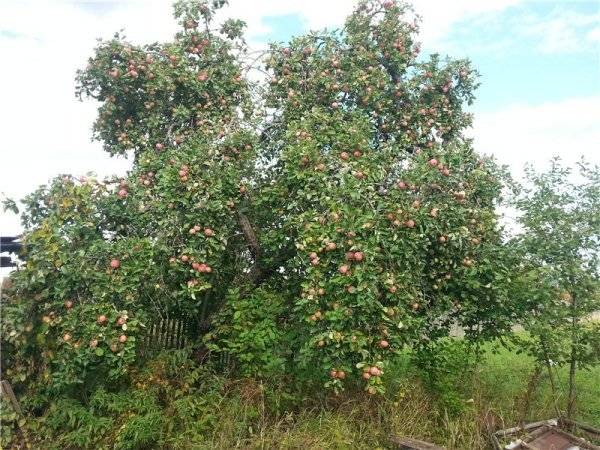 Apple tree Strifel: description, photo, reviews