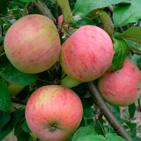 Apple tree Strifel: description, photo, reviews