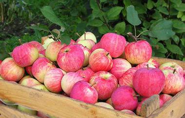 Apple tree Strifel: description, photo, reviews