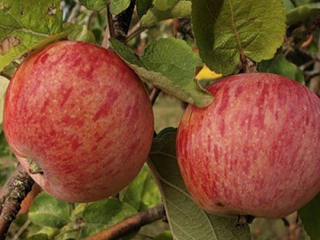 Apple tree Strifel: description, photo, reviews