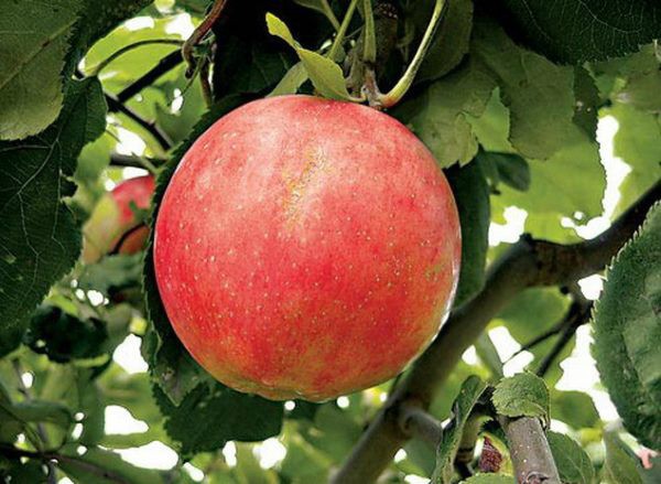 Apple tree Sunny - an unusually decorative and easy-to-care variety