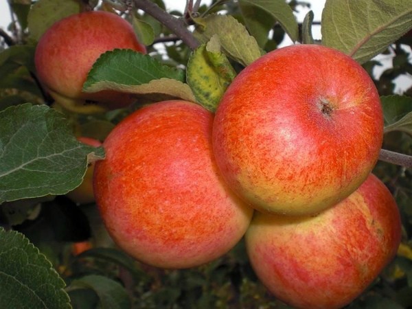 Apple tree Sunny - an unusually decorative and easy-to-care variety