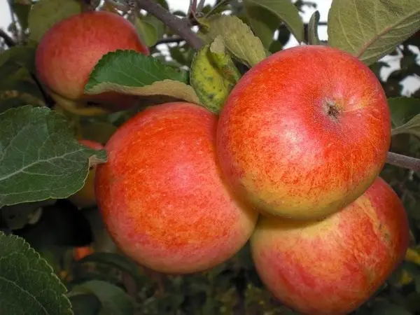 Apple tree Sunny - an unusually decorative and easy-to-care variety