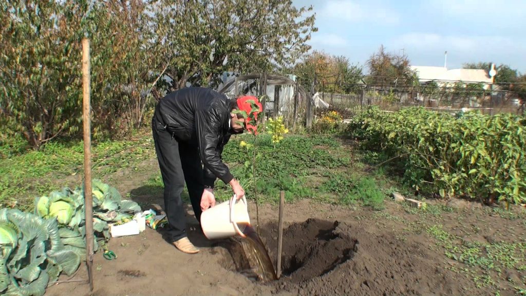 Apple tree Sunny - an unusually decorative and easy-to-care variety