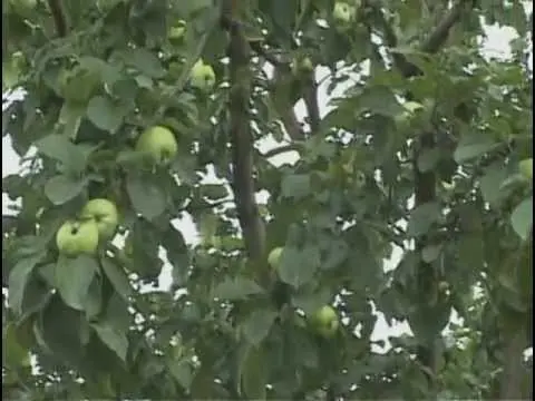 Apple tree Sunny - an unusually decorative and easy-to-care variety