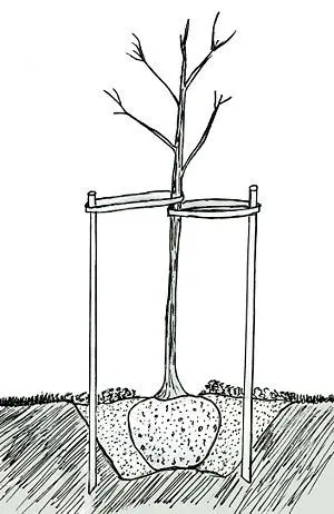 Apple tree transplant: when is the best time to do it, instructions