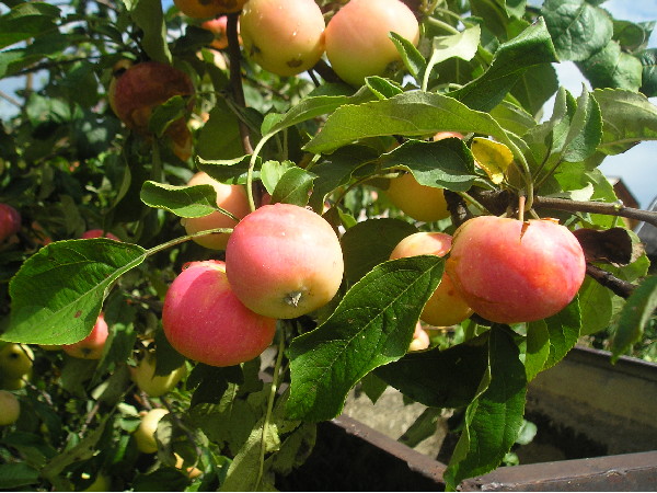 Apple tree Treasured - features and advantages of the variety