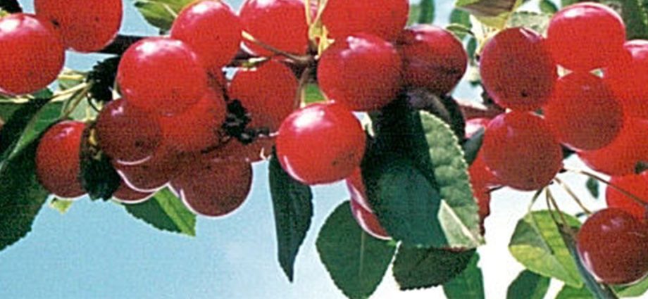 Apple tree &#8220;Treasured&#8221; &#8211; features and advantages of the variety