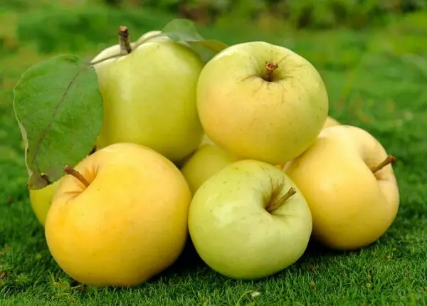 Apple tree Uralskoye Bulk: features of the variety, care and cultivation