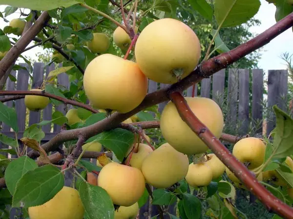 Apple tree Uralskoye Bulk: features of the variety, care and cultivation