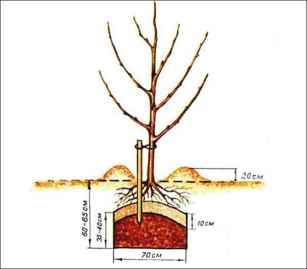 Apple tree Uralskoye Bulk: features of the variety, care and cultivation