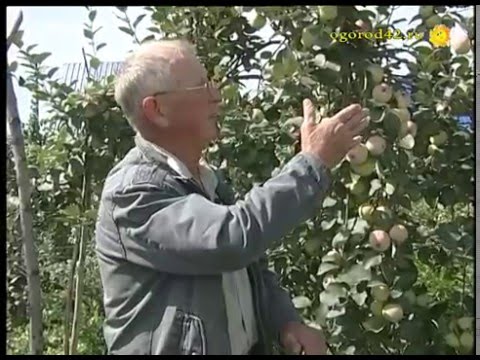 Apple tree Uralskoye Bulk: features of the variety, care and cultivation