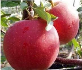 Apple-tree varieties Glory to the Winners