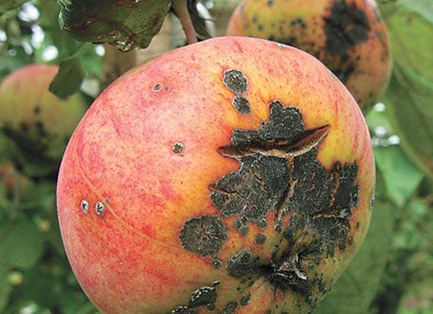 Apple-tree varieties Glory to the Winners