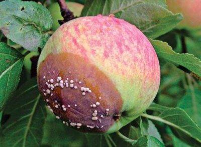 Apple-tree varieties Glory to the Winners