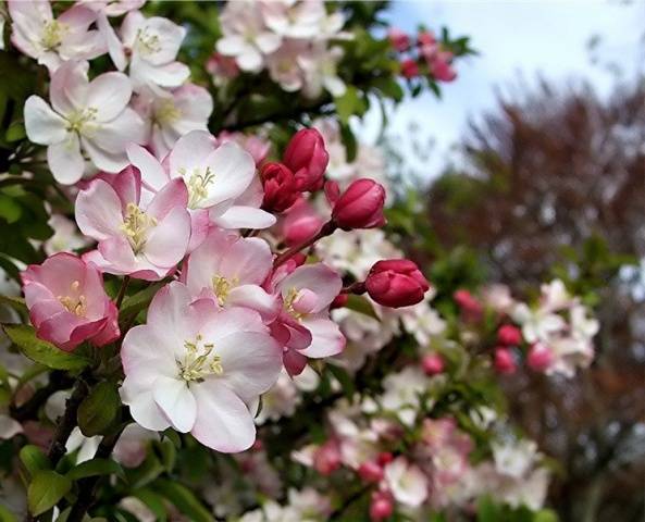 Apple-tree varieties Glory to the Winners