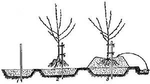 Apple-tree varieties Glory to the Winners