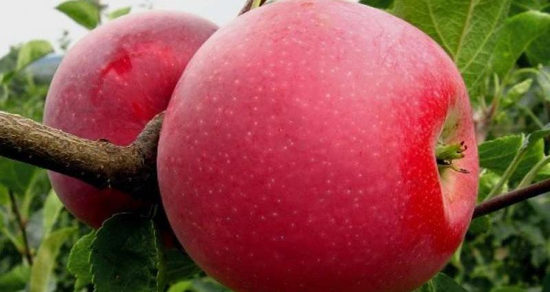 Apple-tree varieties Glory to the Winners