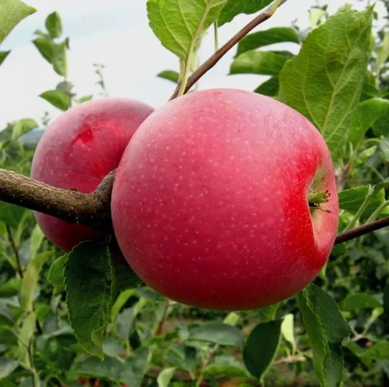 Apple-tree varieties Glory to the Winners