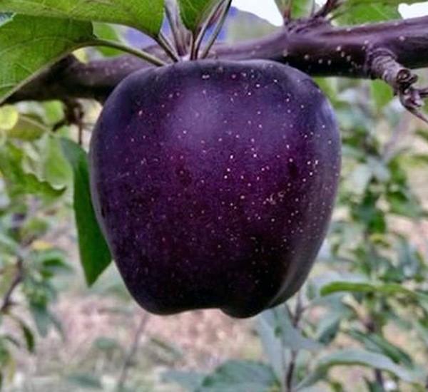 Apple tree variety Black Diamond: description and photo, reviews