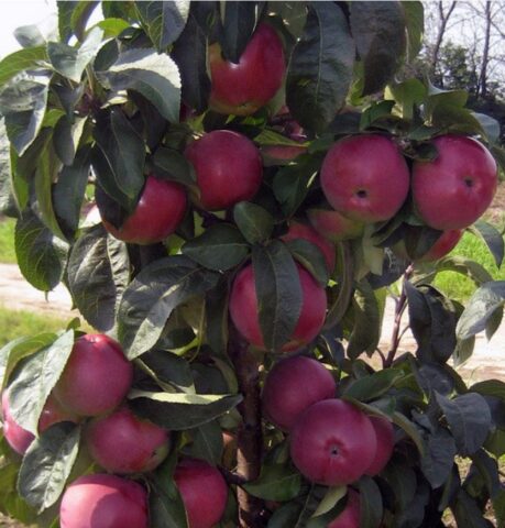 Apple tree variety Chervonets (columnar): photo and description, reviews