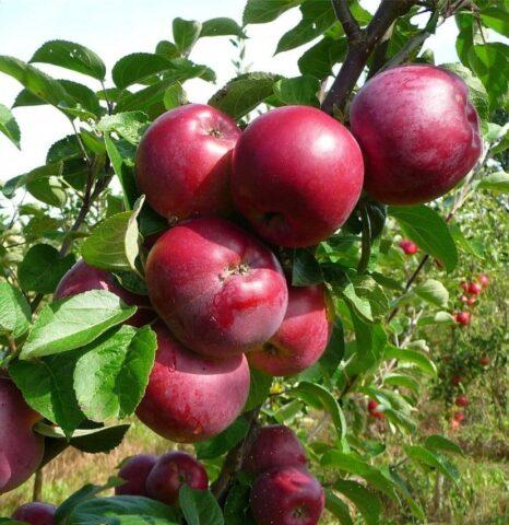 Apple tree variety Chervonets (columnar): photo and description, reviews