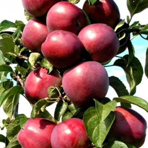 Apple tree variety Chervonets (columnar): photo and description, reviews