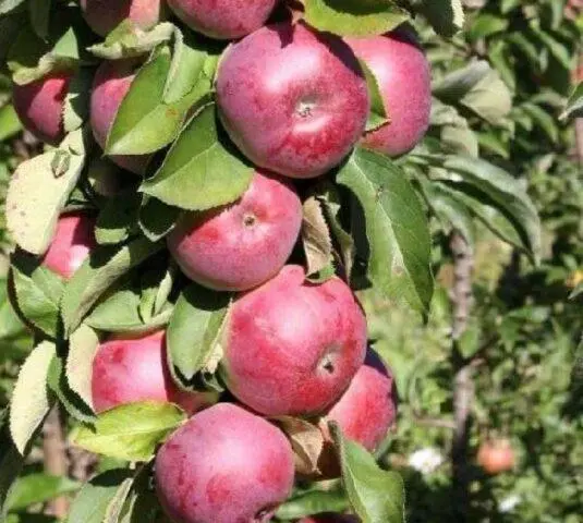 Apple tree variety Chervonets (columnar): photo and description, reviews