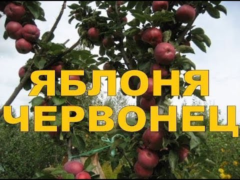 Apple tree variety Chervonets (columnar): photo and description, reviews