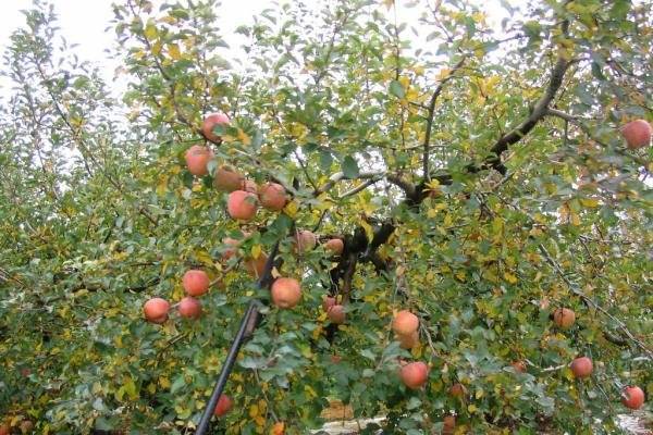 Apple tree variety Ligol: photo and description of the variety