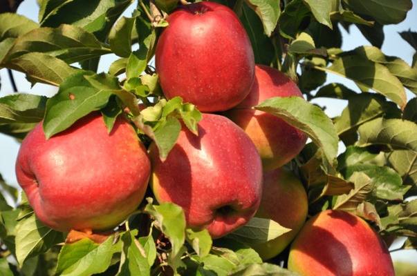 Apple tree variety Ligol: photo and description of the variety