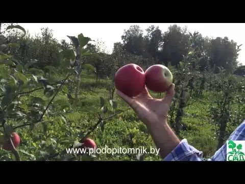 Apple tree variety Ligol: photo and description of the variety