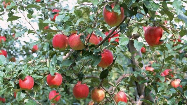 Apple tree variety Ligol: photo and description of the variety