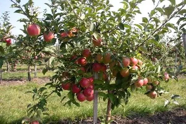 Apple tree variety Ligol: photo and description of the variety